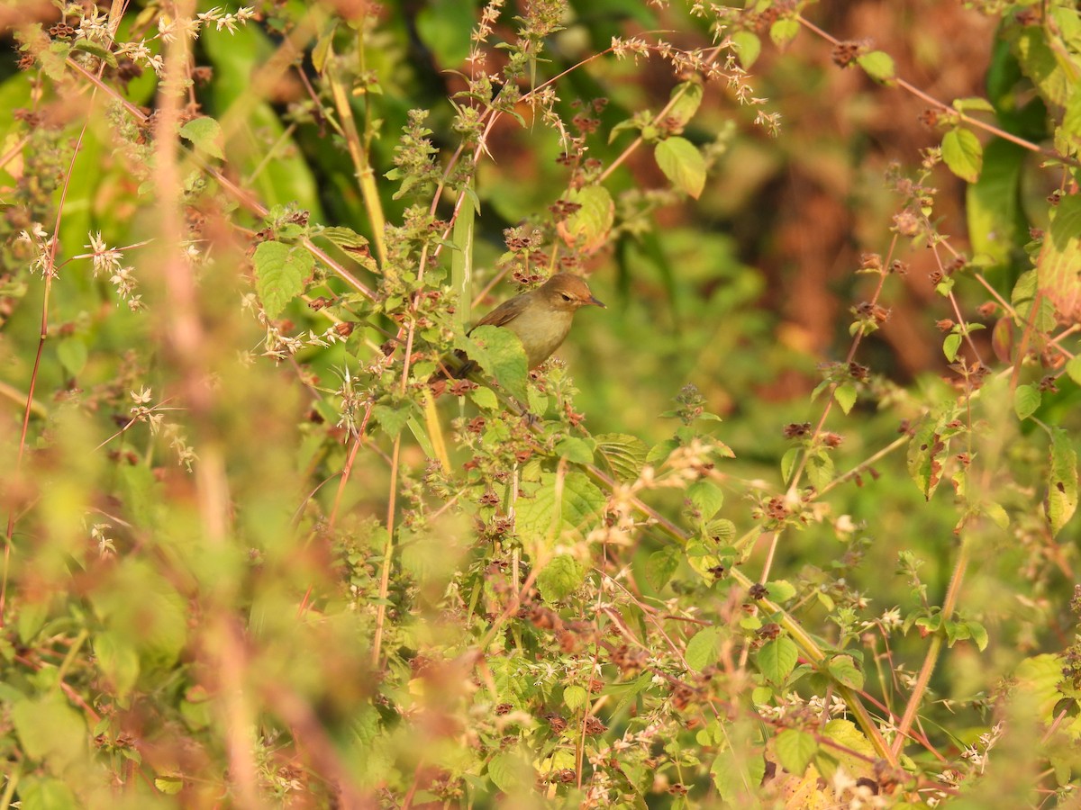 old world warbler sp. - ML645378146