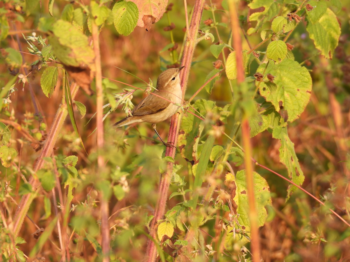 old world warbler sp. - ML645378147