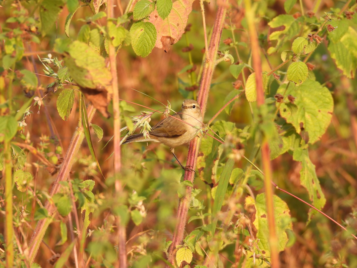 old world warbler sp. - ML645378148