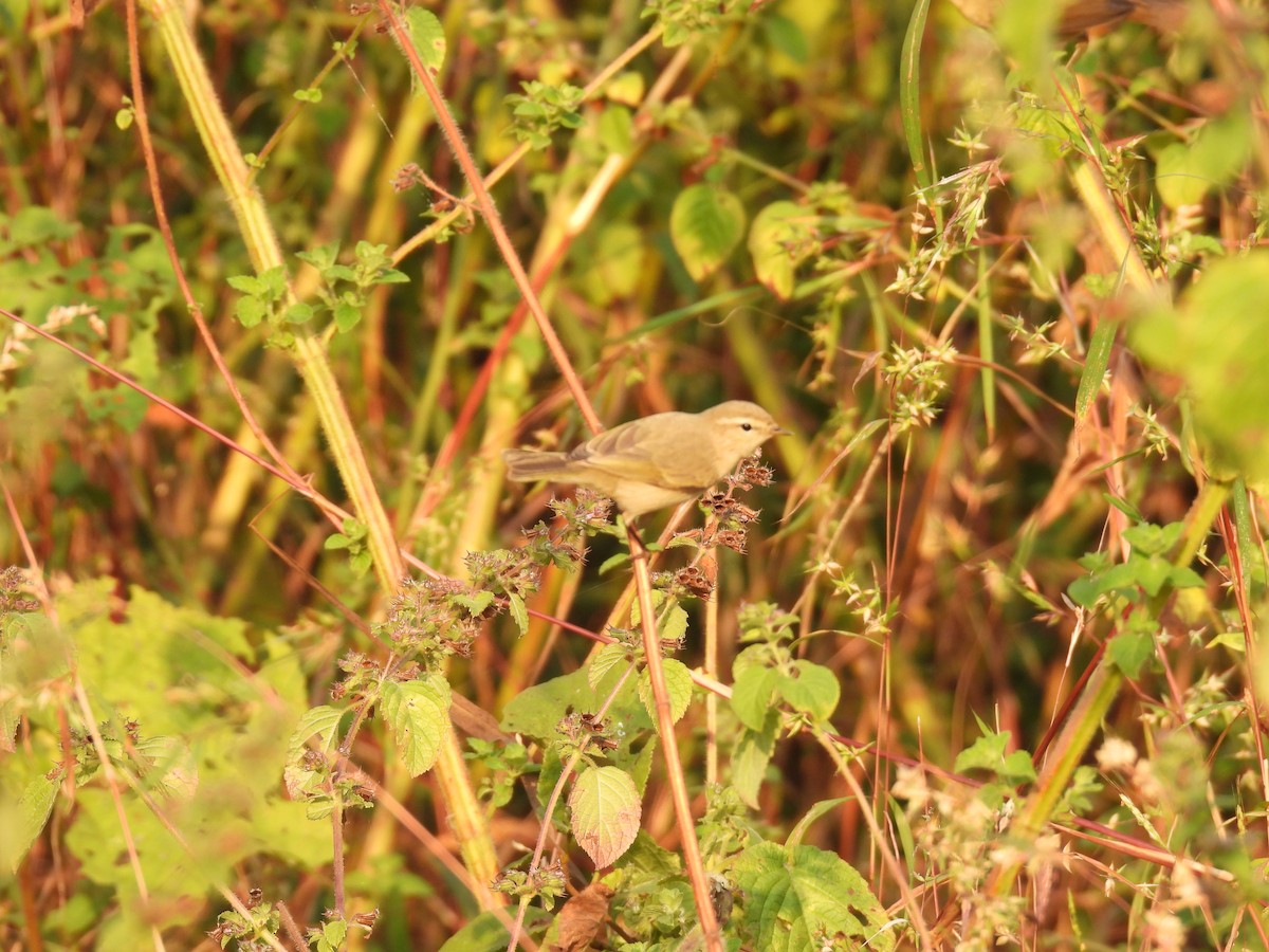 old world warbler sp. - ML645378149