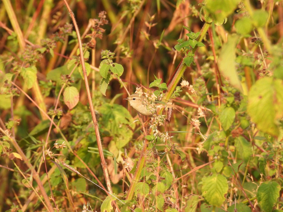 old world warbler sp. - ML645378150