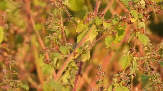 old world warbler sp. - ML645378151