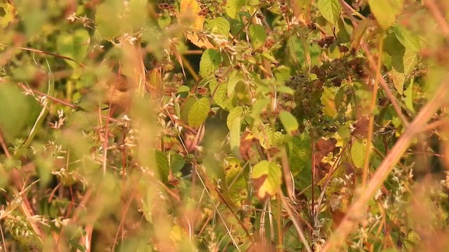 old world warbler sp. - ML645378152