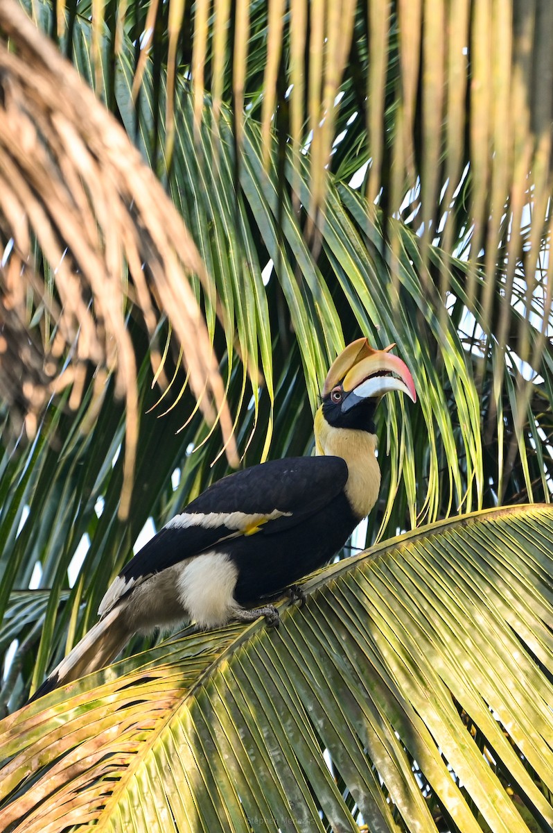 Great Hornbill - ML645378153