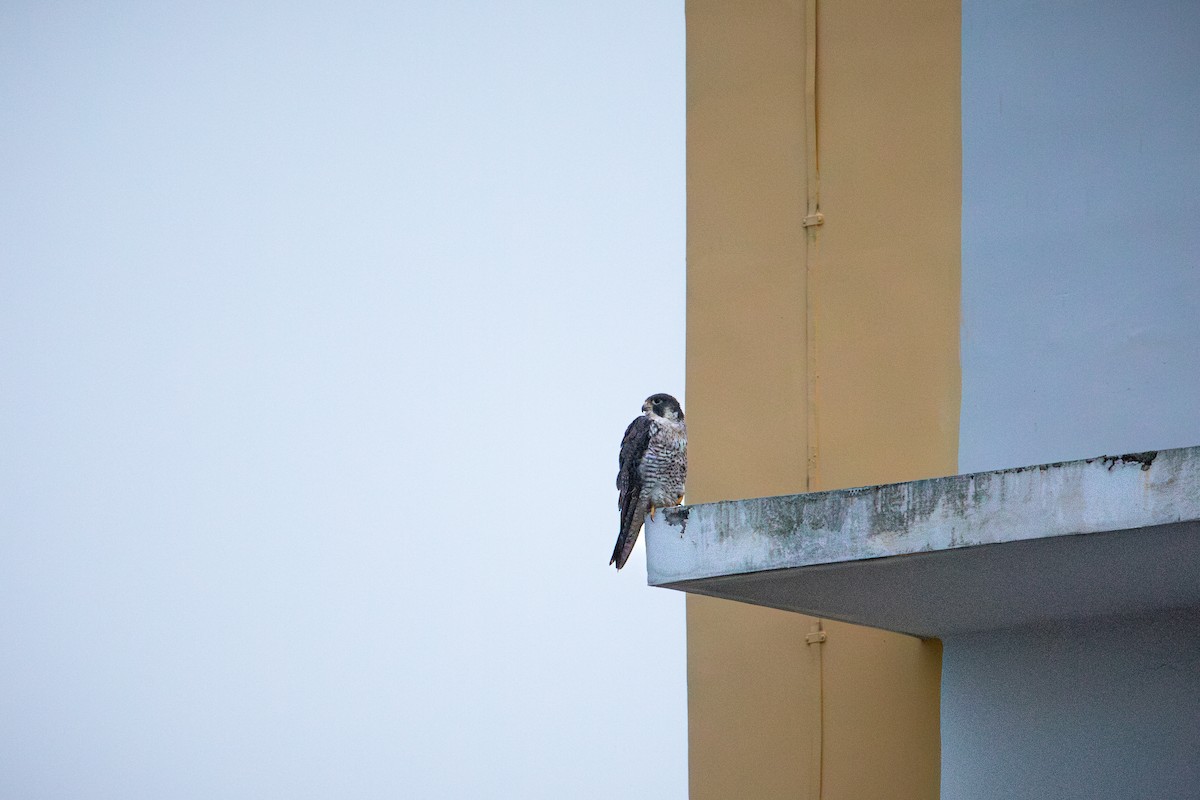 Peregrine Falcon (Tundra) - ML645378156