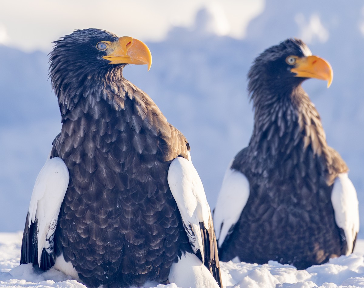 Steller's Sea-Eagle - ML645378157