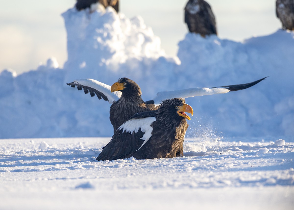 Steller's Sea-Eagle - ML645378158