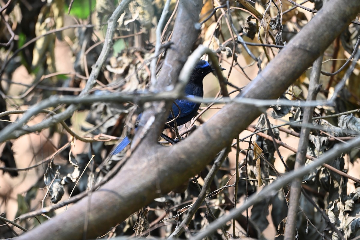 Malabar Whistling-Thrush - ML645378169