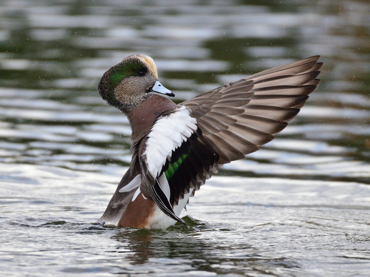 Silbón Americano - ML645378170