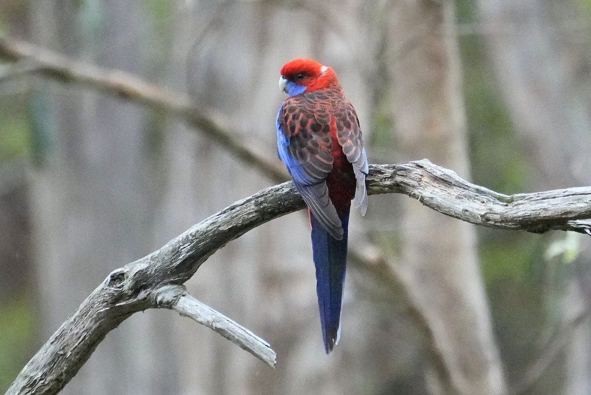 Crimson Rosella - ML645378172