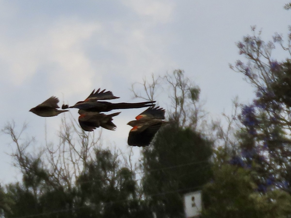 Long-tailed Widowbird - ML645378173