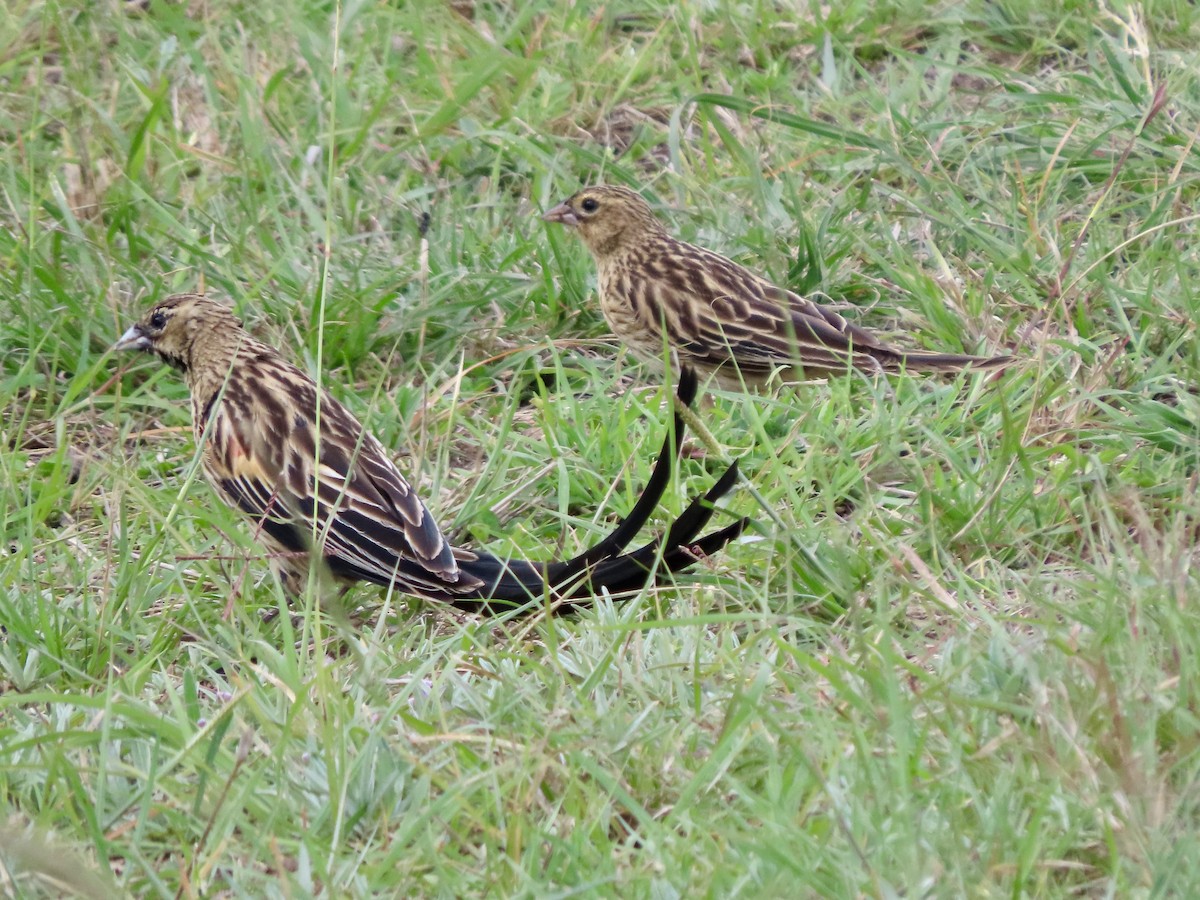 Long-tailed Widowbird - ML645378174