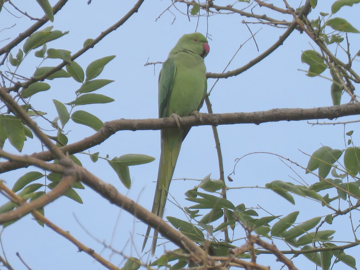 Rose-ringed Parakeet - ML645378175