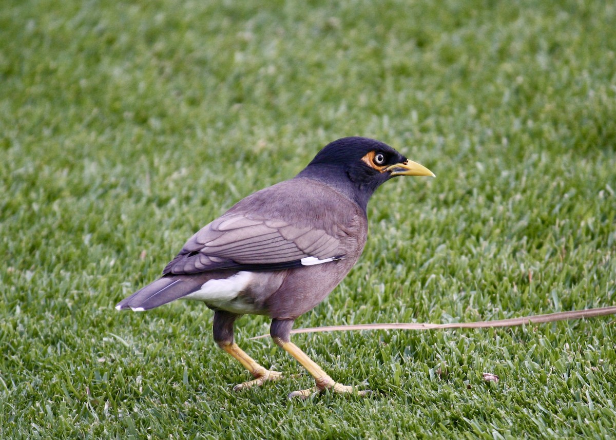 Common Myna - ML645378177