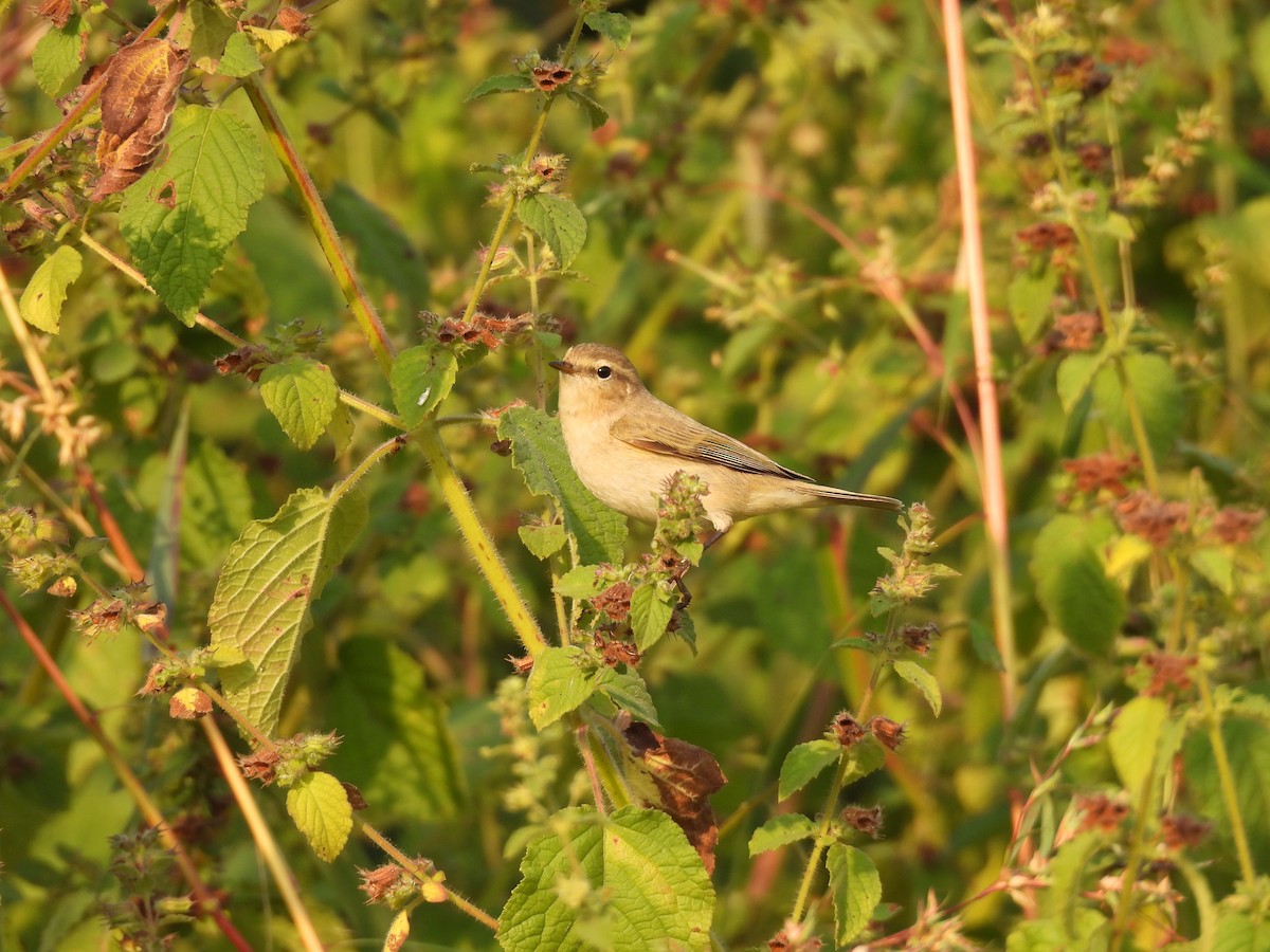 old world warbler sp. - ML645378178
