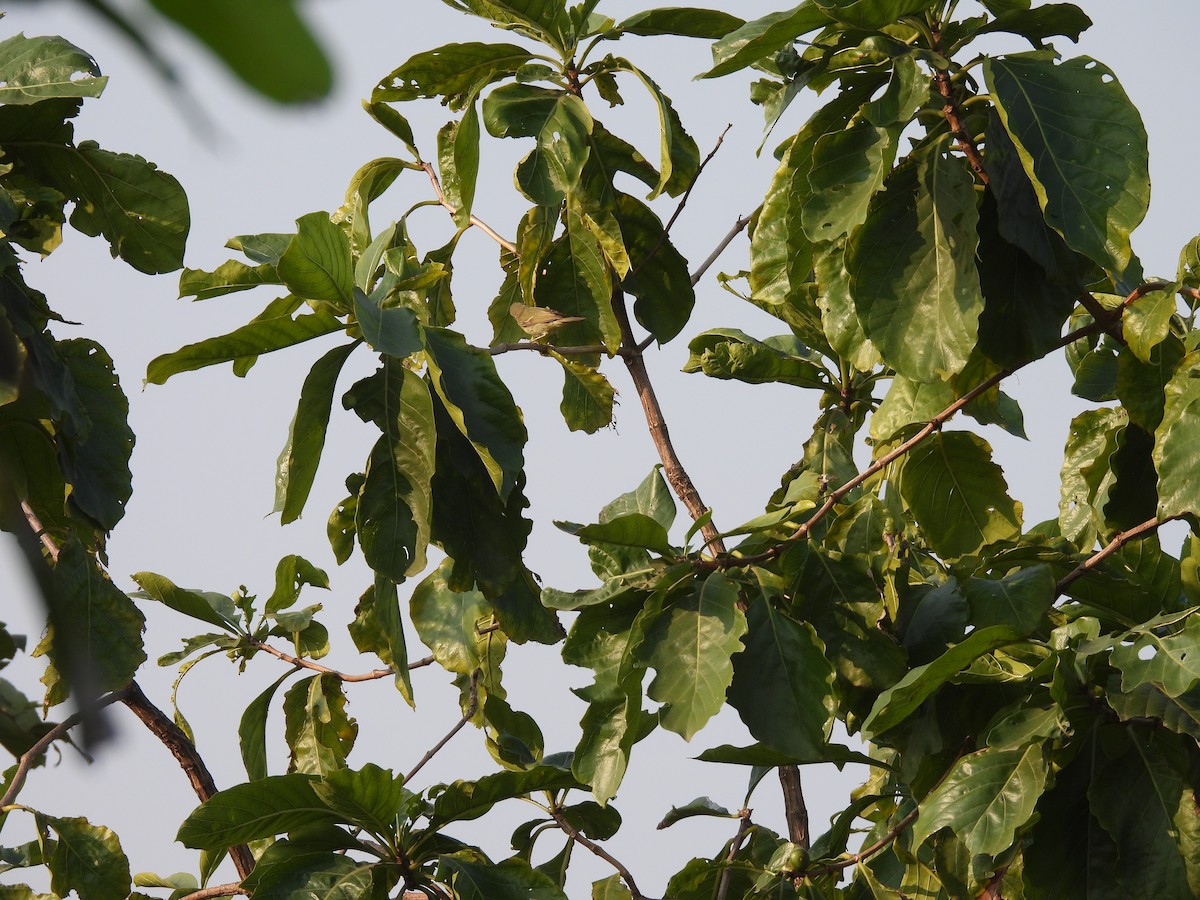 old world warbler sp. - ML645378179