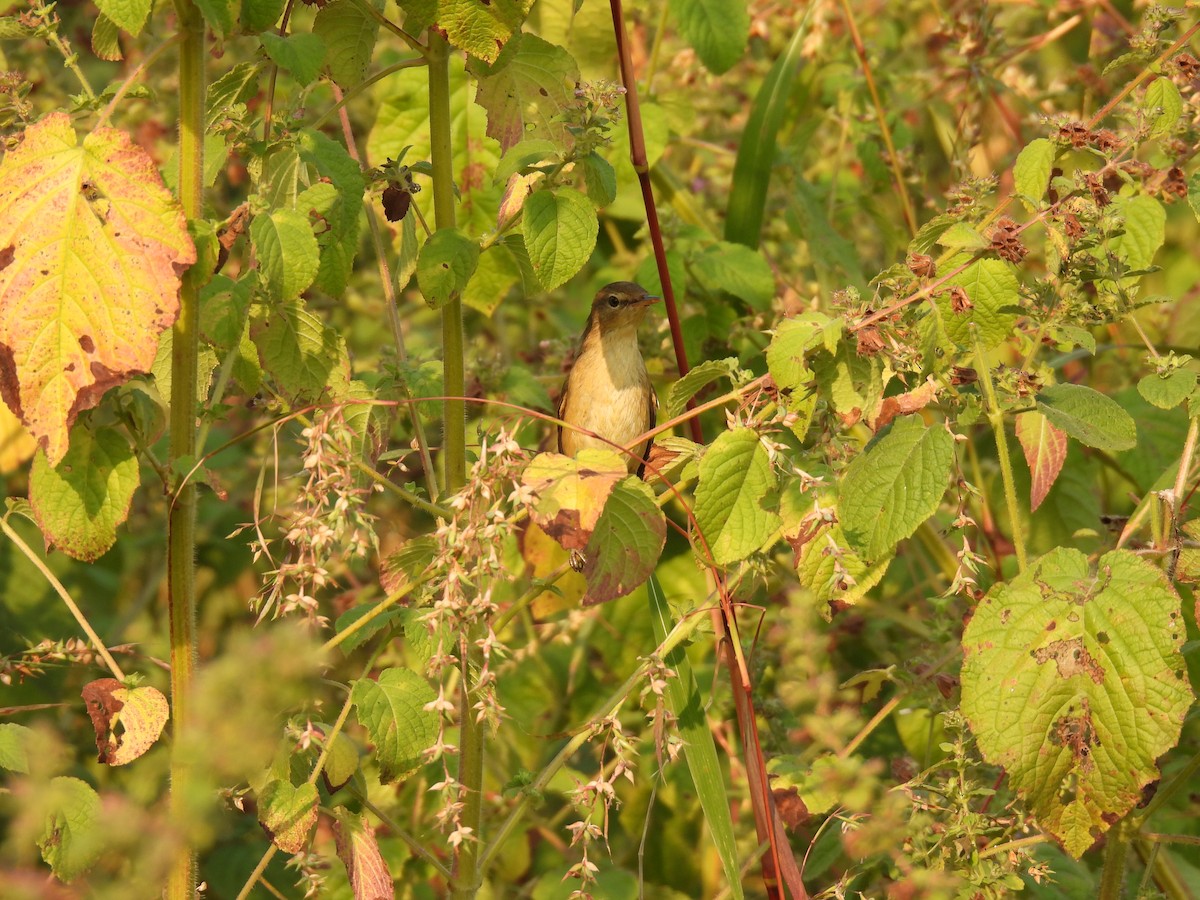 old world warbler sp. - ML645378180