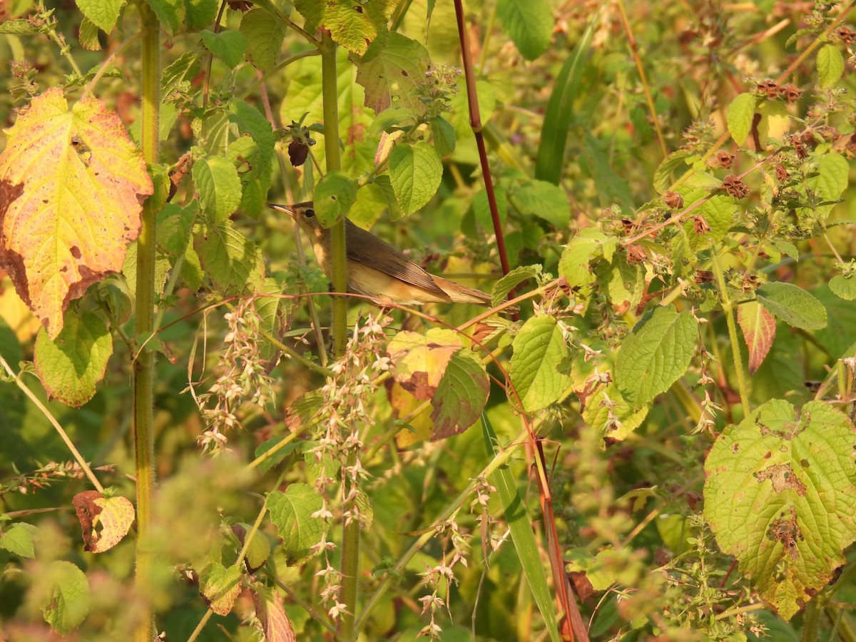 old world warbler sp. - ML645378181