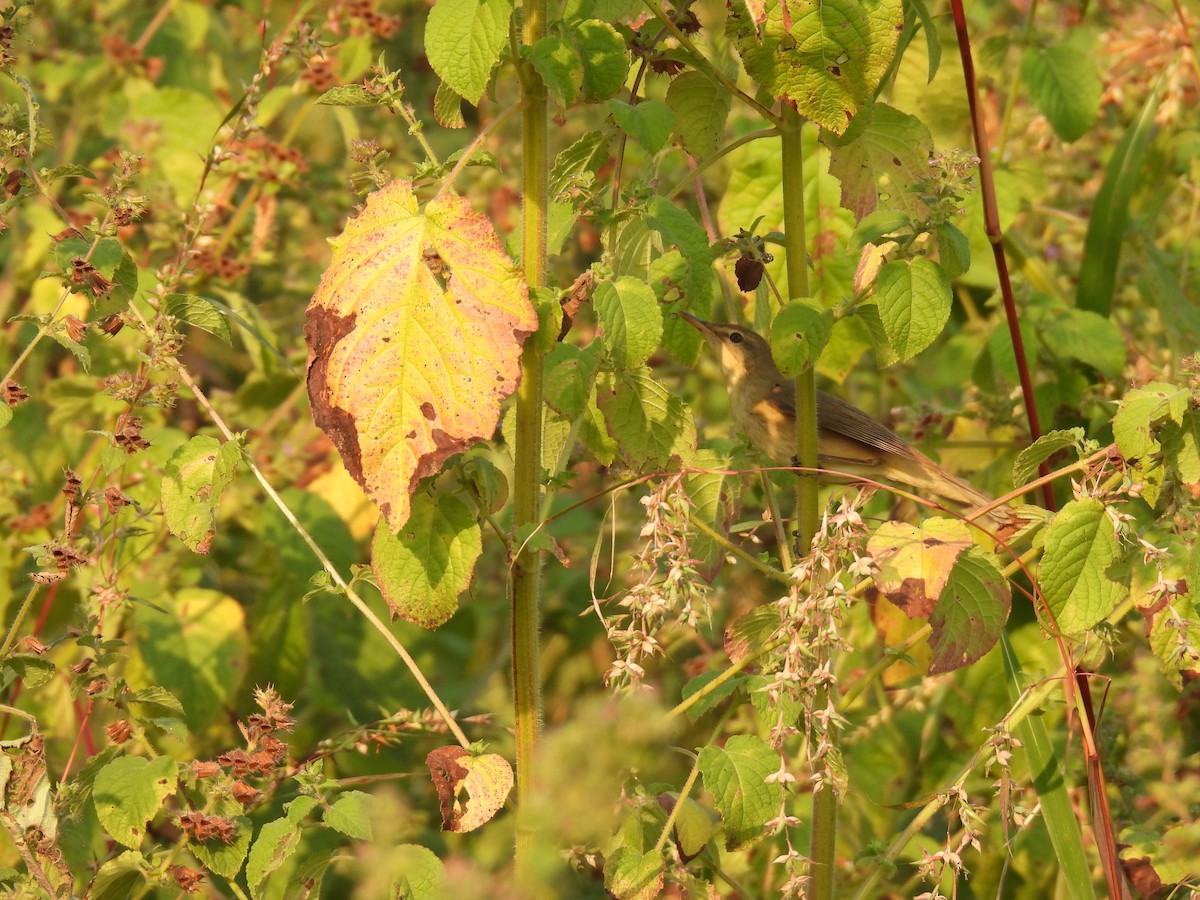 old world warbler sp. - ML645378182