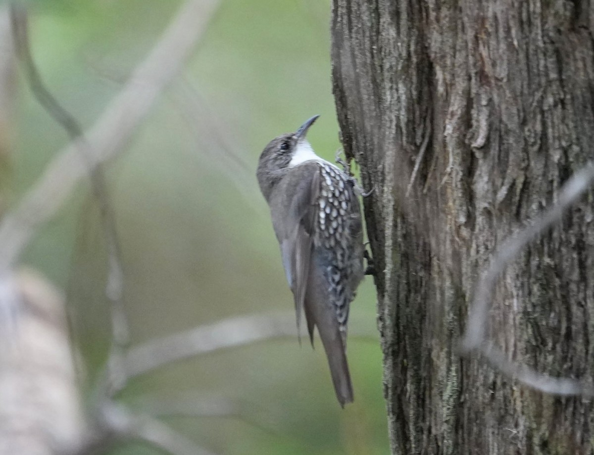 White-throated Treecreeper - ML645378183