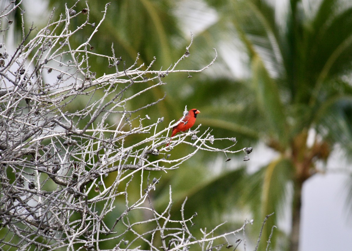 Northern Cardinal - ML645378185
