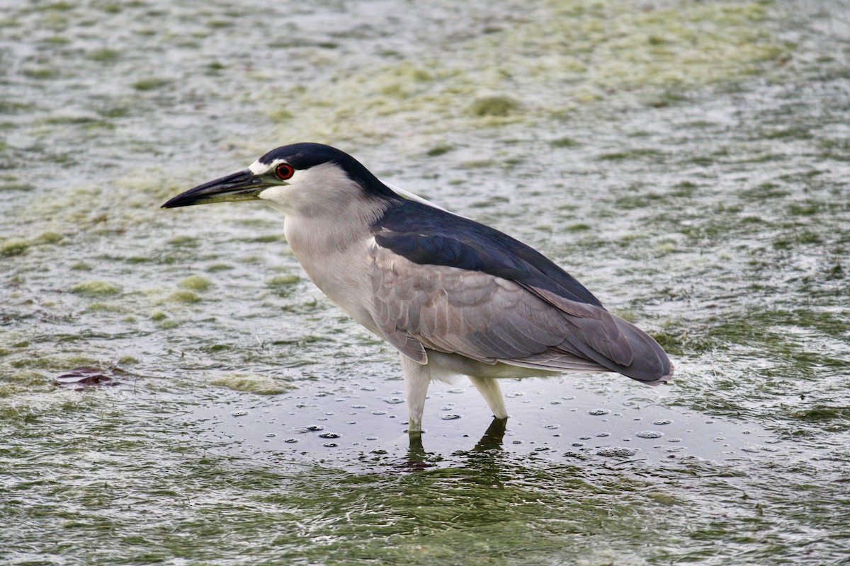 Black-crowned Night Heron - ML645378202
