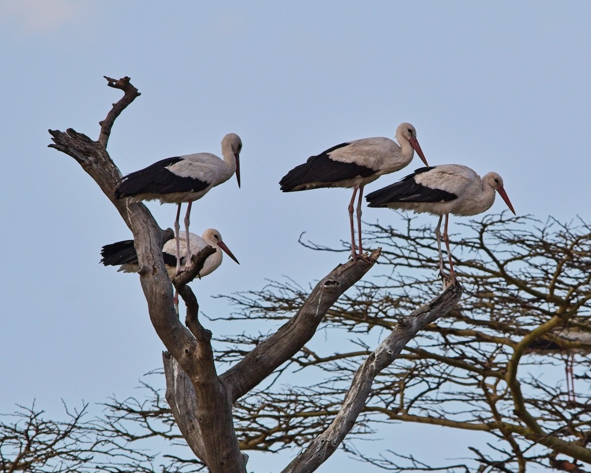 čáp bílý - ML645378206