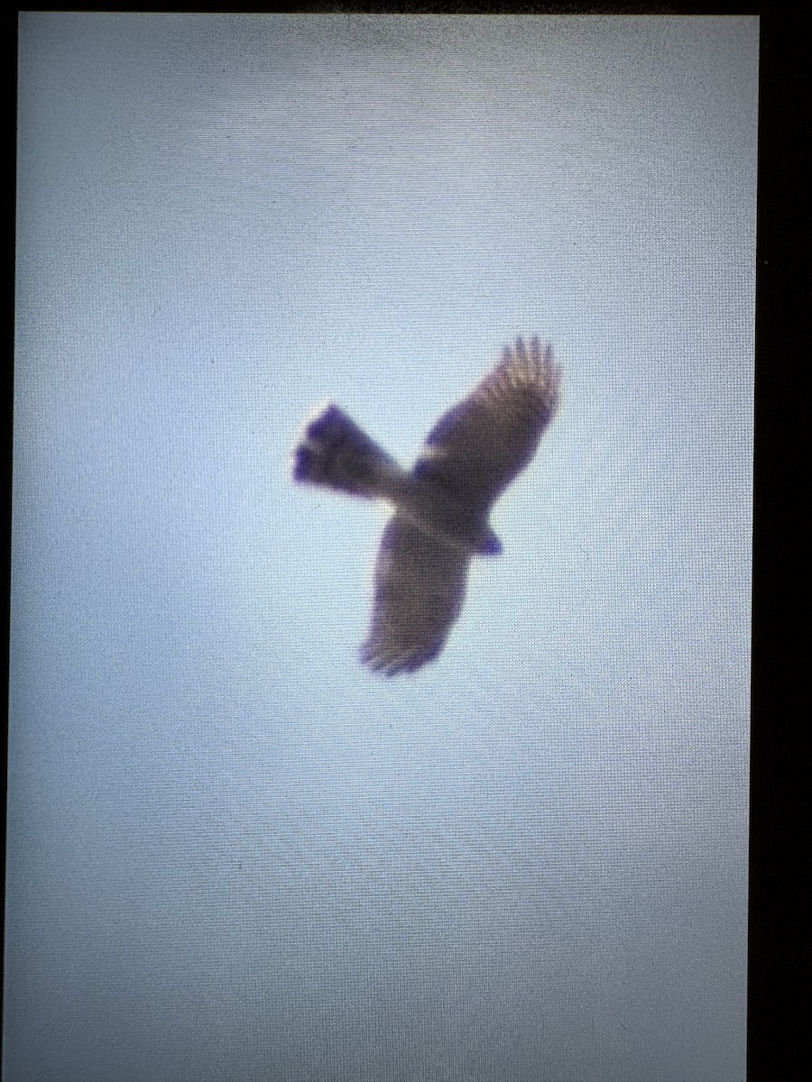 Eurasian Sparrowhawk - ML645378207