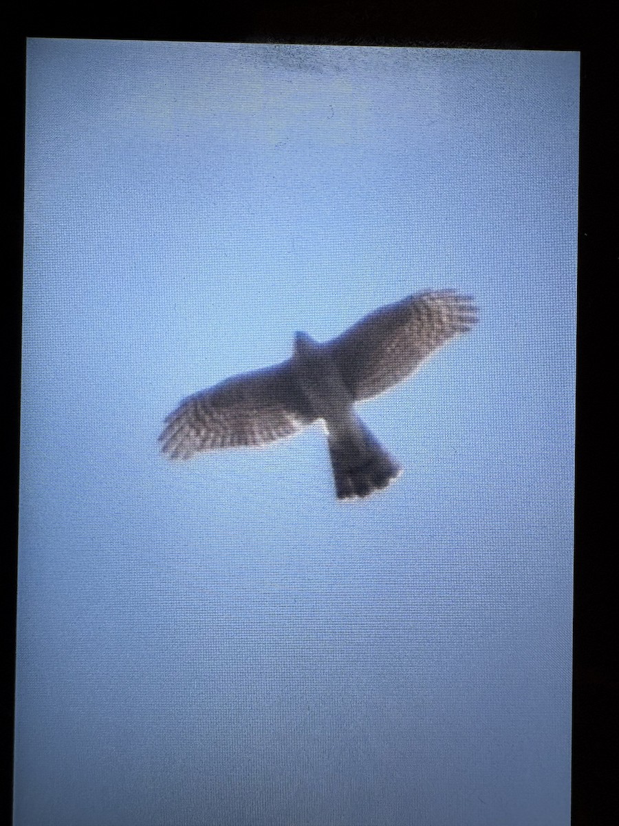 Eurasian Sparrowhawk - ML645378208