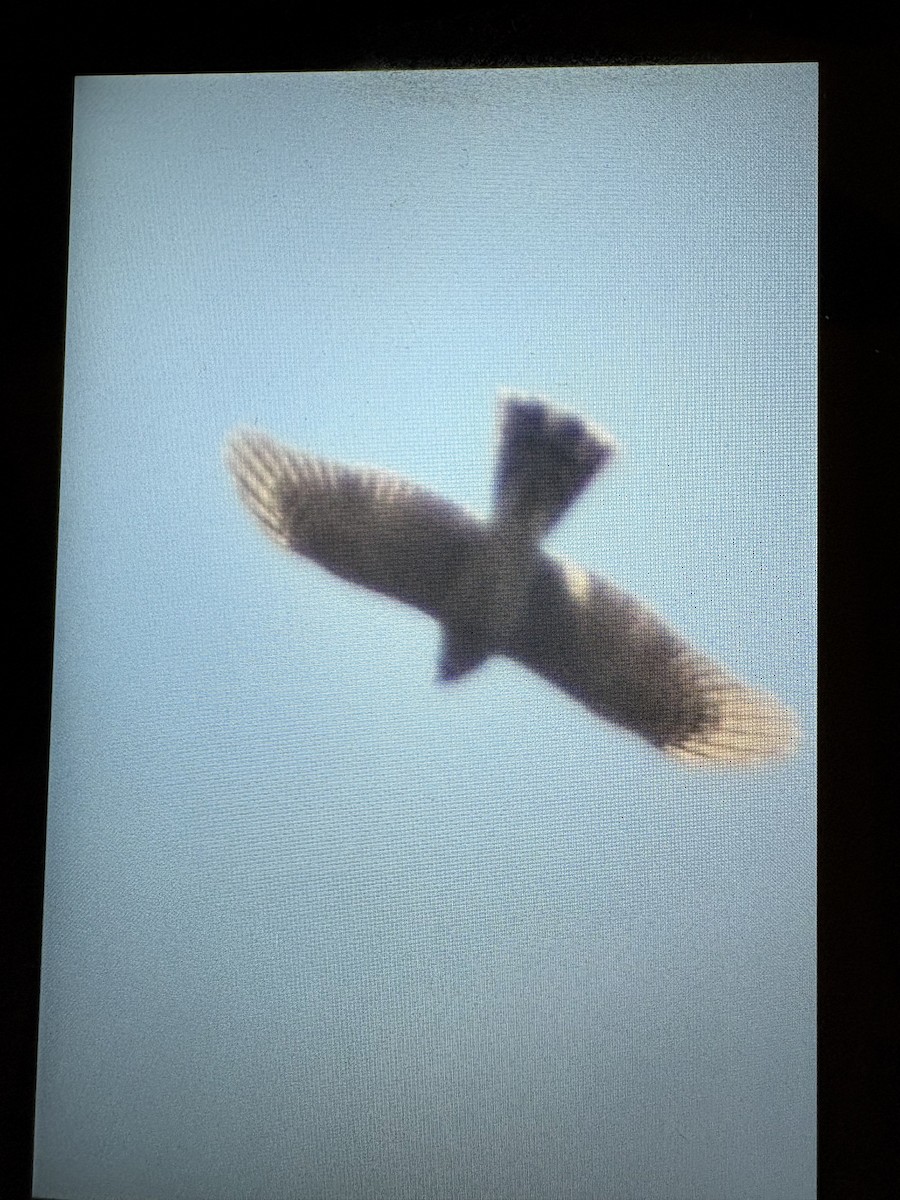 Eurasian Sparrowhawk - ML645378209