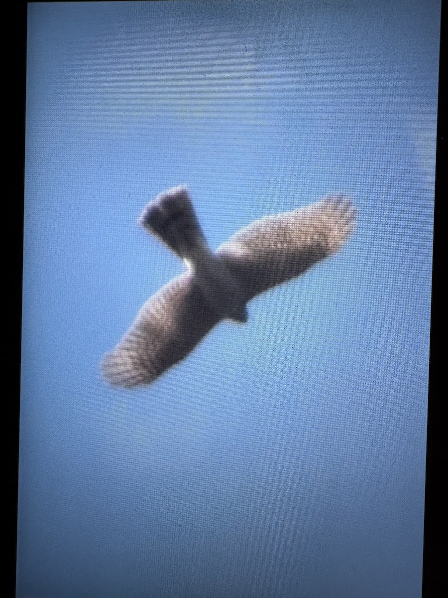 Eurasian Sparrowhawk - ML645378210