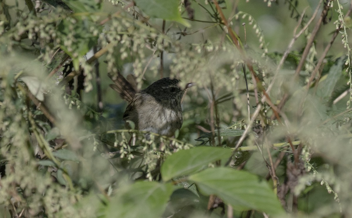 Black-throated Prinia - ML645378212