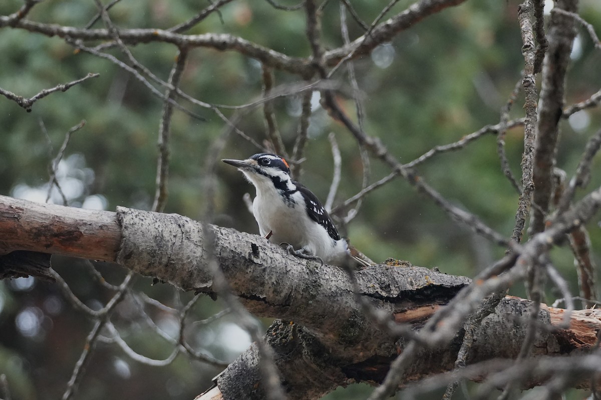Hairy Woodpecker - ML645378213