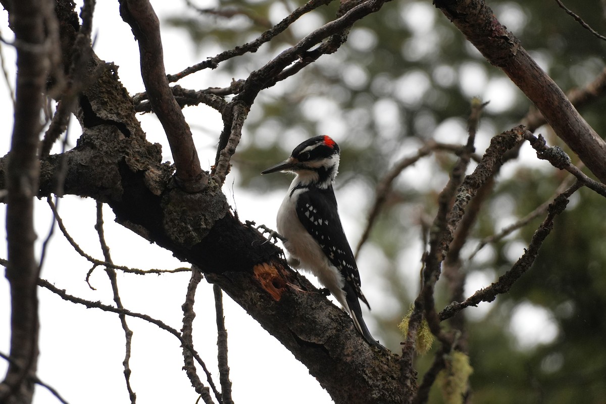 Hairy Woodpecker - ML645378214