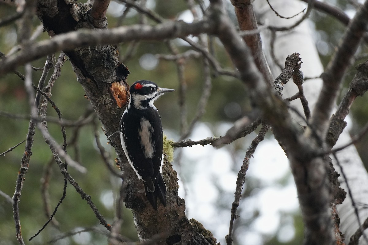 Hairy Woodpecker - ML645378215