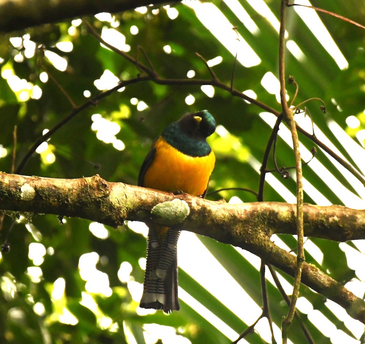 Atlantic Black-throated Trogon (Southern) - ML645378216