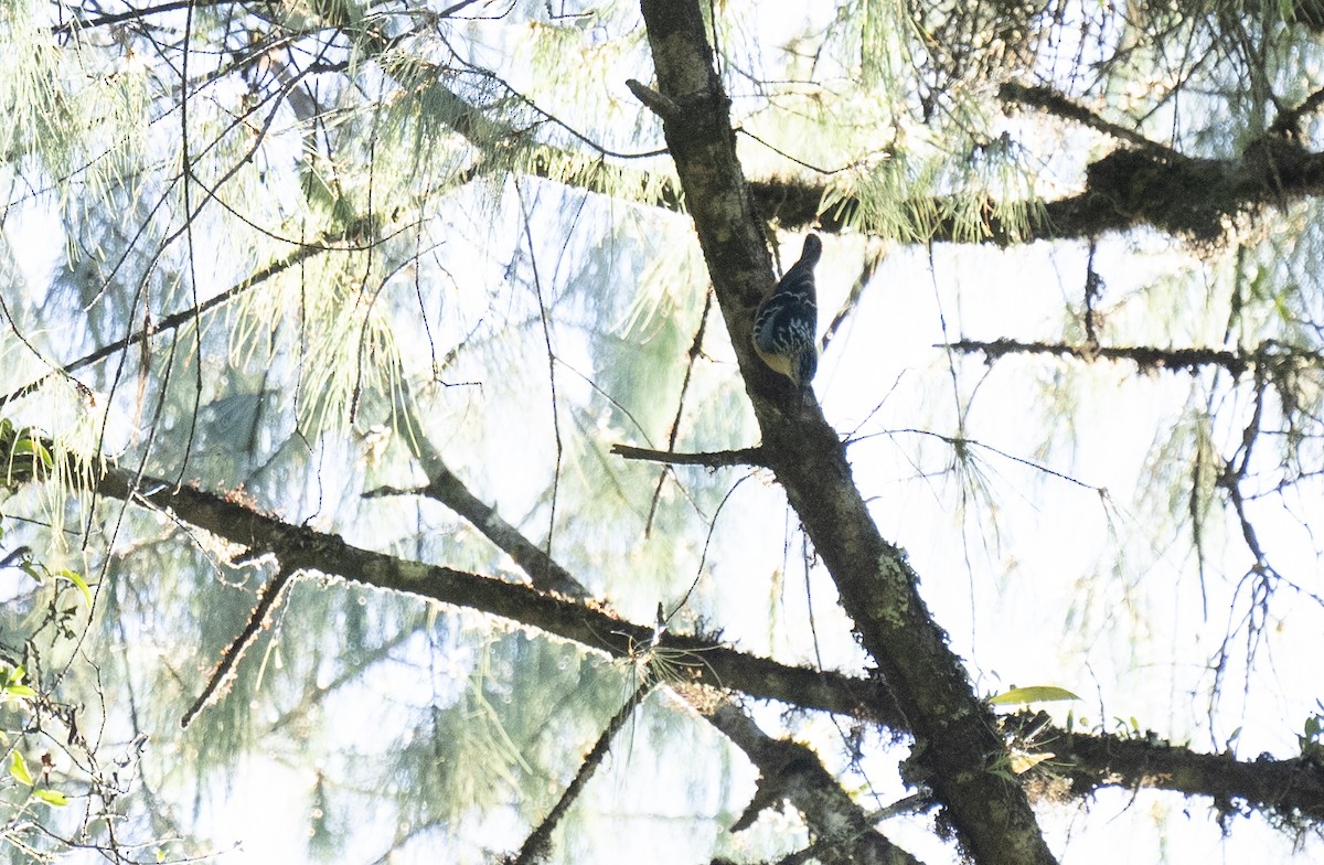 Beautiful Nuthatch - ML645378231
