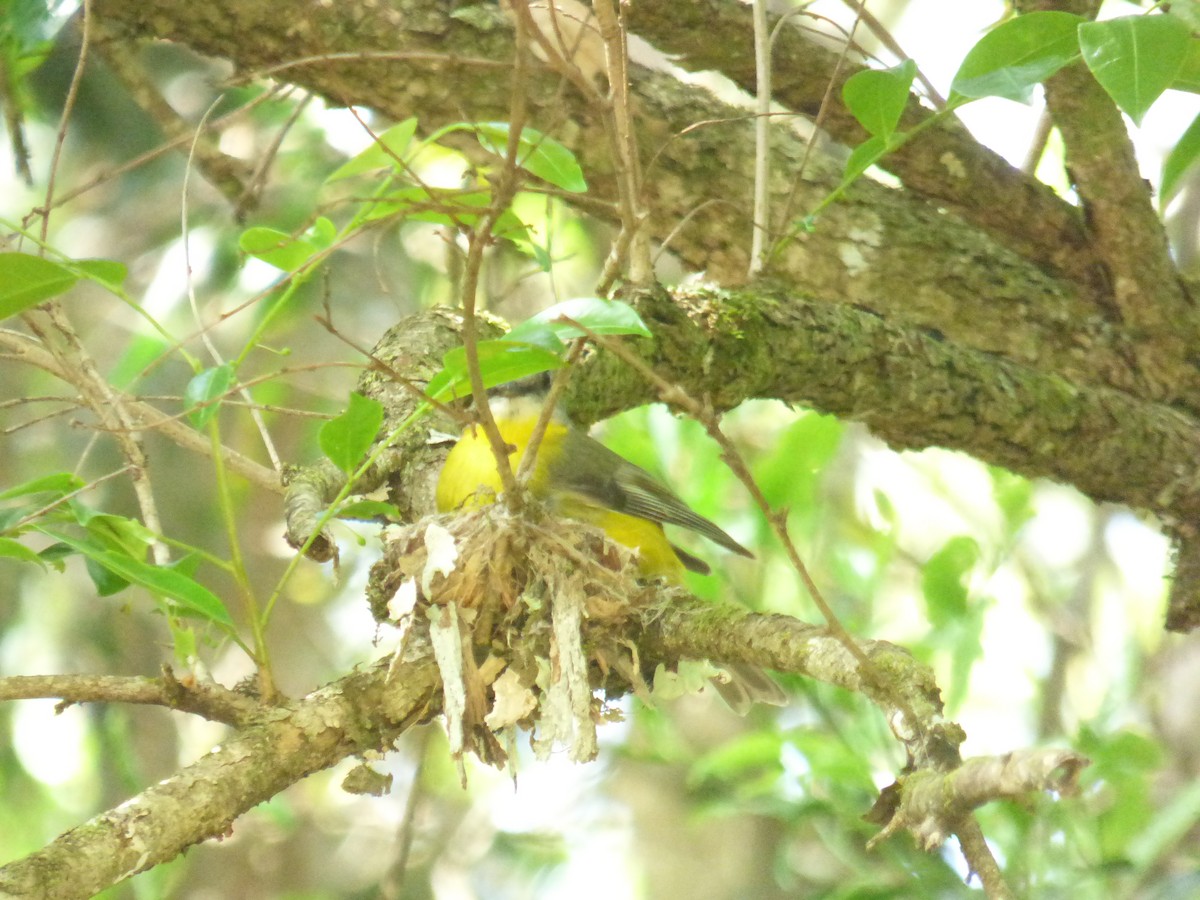 Doğulu Sarı Bülbül - ML645378238