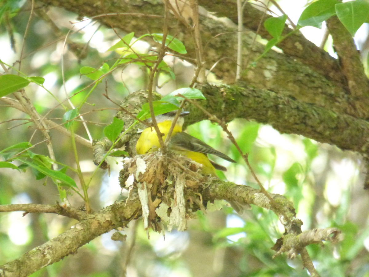 Doğulu Sarı Bülbül - ML645378239