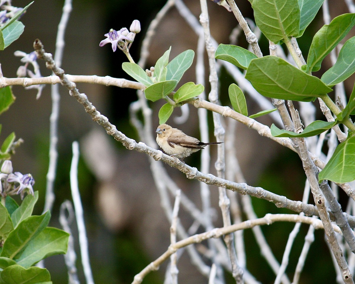 African Silverbill - ML645378242