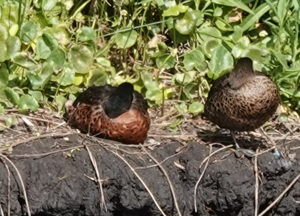 Chestnut Teal - ML645378245