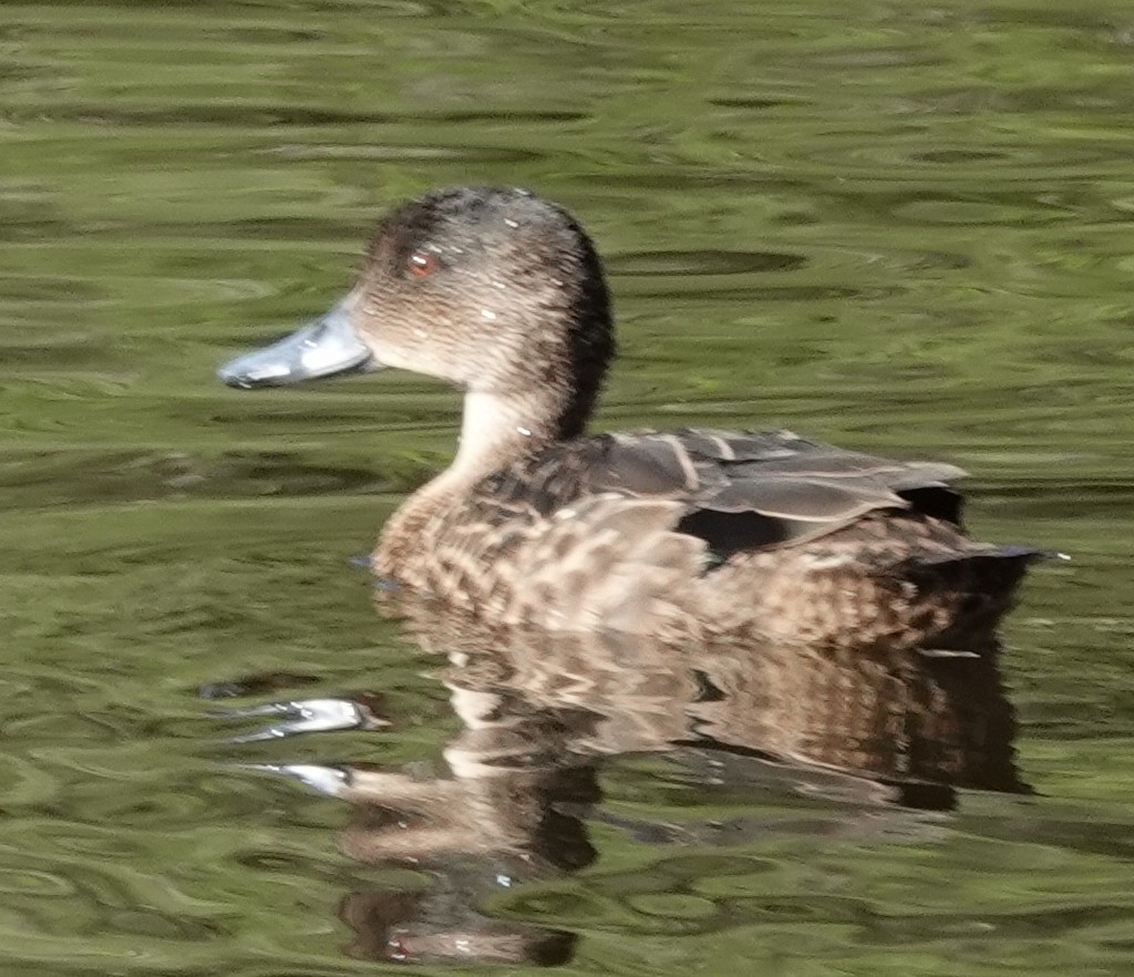 Chestnut Teal - ML645378246