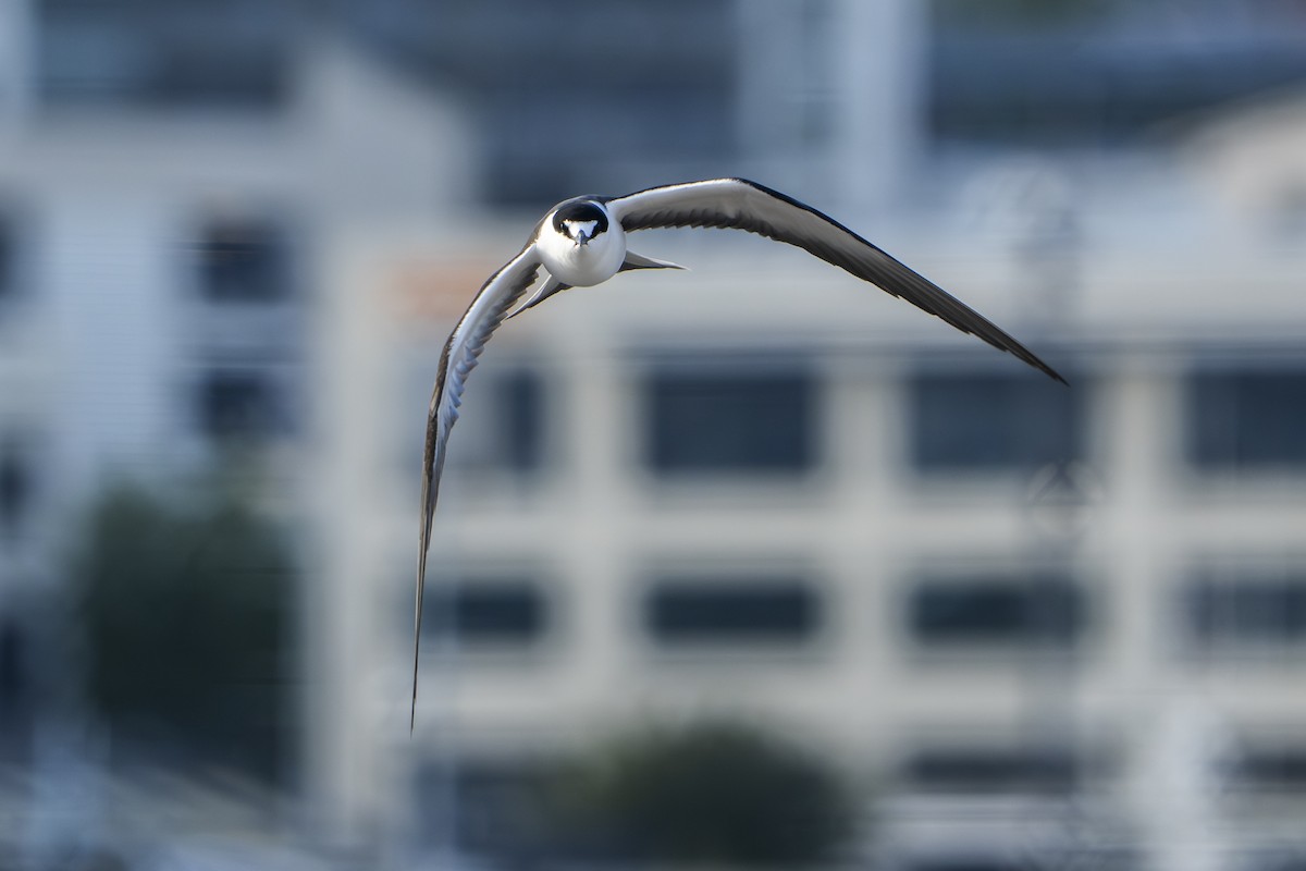 Sooty Tern - ML645378254