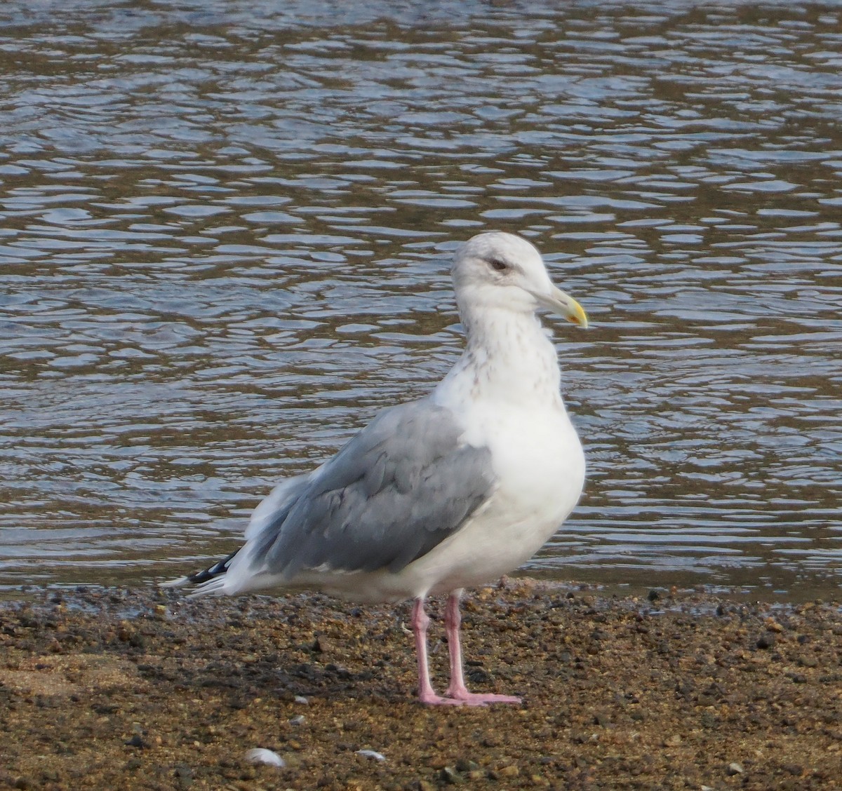 Vega Gull - ML645378263