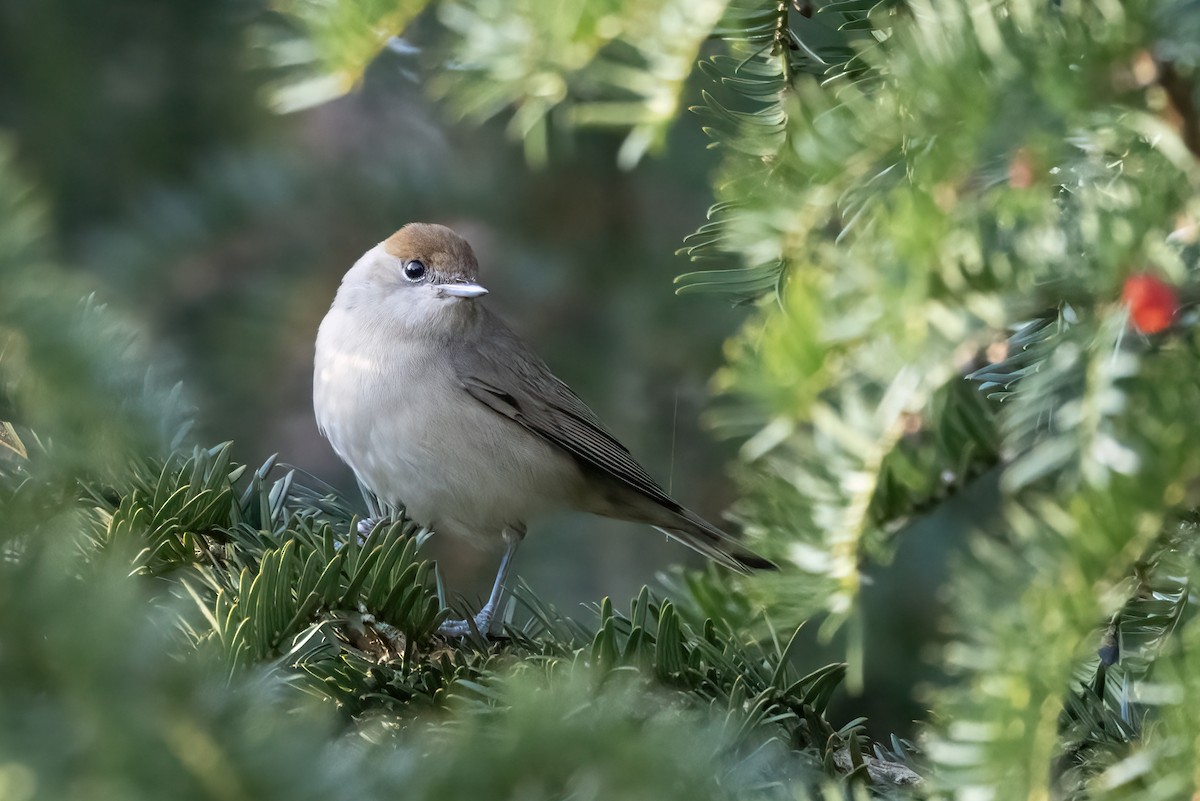 Eurasian Blackcap - ML645378283