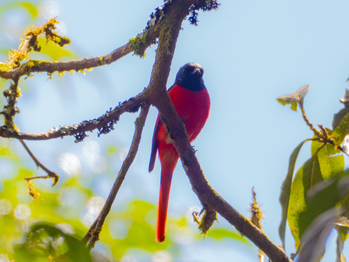 長尾山椒鳥 - ML645378286