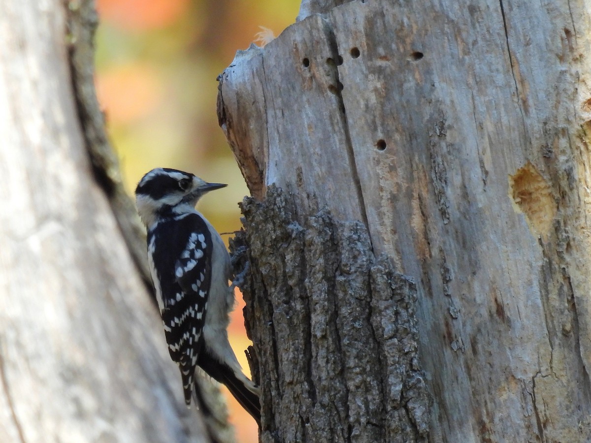 Дятел пухнастий - ML645378292