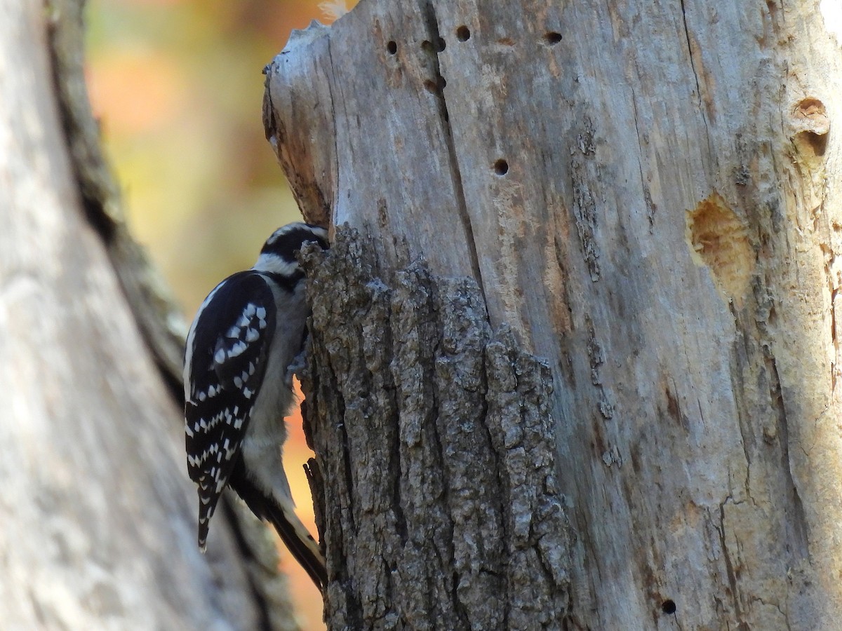 Дятел пухнастий - ML645378293