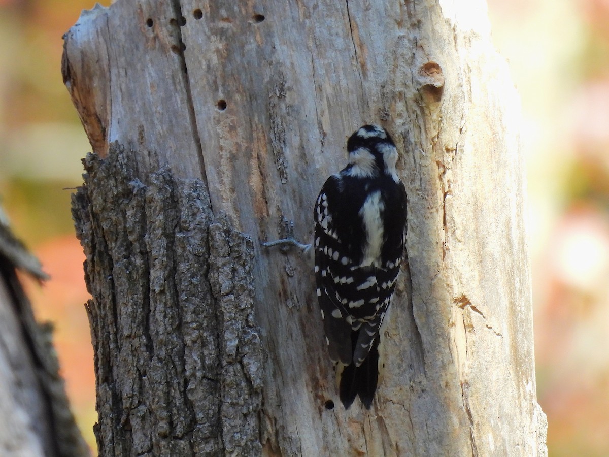 Дятел пухнастий - ML645378294