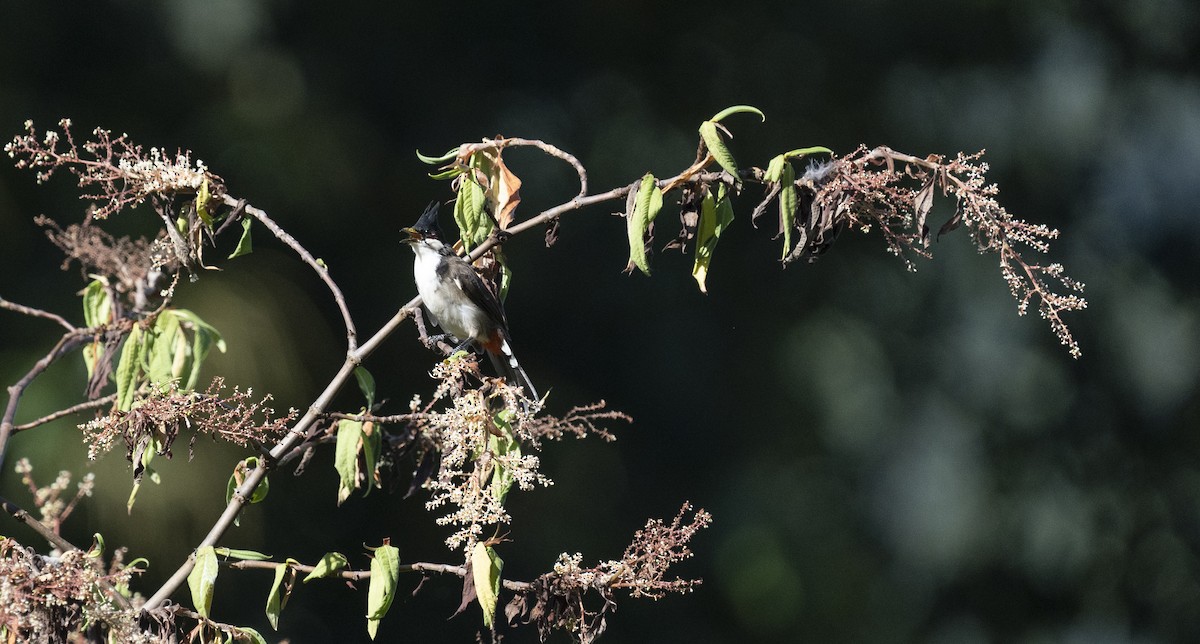 Red-whiskered Bulbul - ML645378296